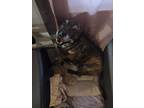 Adopt Zoey a Brindle Dachshund / Mutt / Mixed dog in Schertz, TX (41397399)