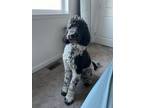 Adopt Arlo a Black - with White Poodle (Standard) / Mixed dog in Bozeman