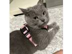 Adopt Cheri a Gray or Blue Domestic Mediumhair / Mixed (medium coat) cat in San