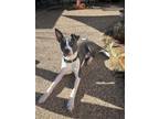 Adopt Luka a Gray/Blue/Silver/Salt & Pepper American Pit Bull Terrier dog in