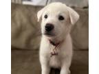 Adopt Tara of the Gone with the Wind Litter HTX a White Great Pyrenees dog in