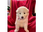 Adopt Melanie of the Gone with the Wind Litter HTX a White Great Pyrenees dog in