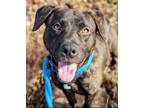 Adopt Longhaul a Labrador Retriever / American Pit Bull Terrier / Mixed dog in