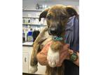 Adopt Obie a Labrador Retriever / Mixed dog in Darlington, SC (41392559)