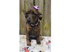 Adopt Onya a Labrador Retriever / Mixed dog in Darlington, SC (41392558)
