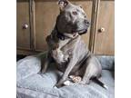 Adopt Doughboy - IN FOSTER a Merle Mixed Breed (Small) / Mixed Breed (Medium) /