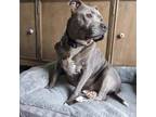Adopt Doughboy - IN FOSTER a Gray/Blue/Silver/Salt & Pepper Mixed Breed (Large)