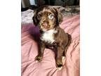 Adopt MILO a Brown/Chocolate - with White Spaniel (Unknown Type) / Mixed dog in