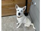 Adopt Ghost a White Husky / Boxer / Mixed dog in Converse, TX (41397244)