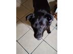 Adopt Dixie - IN FOSTER a Black Mixed Breed (Large) / American Pit Bull Terrier