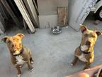 Adopt Chico and Max a Brown/Chocolate - with White American Staffordshire