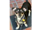 Adopt Coco a Brown/Chocolate - with Tan Dachshund / Mixed dog in Whittier