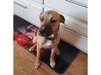 Adopt Tierra a Tan/Yellow/Fawn - with White Boxer / Mixed dog in Mosinee