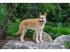 Adopt Rose a Tan/Yellow/Fawn German Shepherd Dog / Great Pyrenees / Mixed dog in