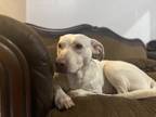 Adopt Adi-Belle a White Catahoula Leopard Dog / Labrador Retriever / Mixed dog