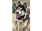 Adopt Elliott a Black - with White Husky / Mixed dog in Temple, TX (41397183)