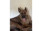 Adopt Manny a Brindle German Shepherd Dog / Belgian Malinois / Mixed dog in Palm