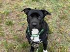 Adopt Topper a Black - with White Labrador Retriever / Pit Bull Terrier / Mixed