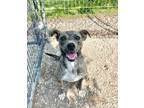 Adopt Dusty a Brindle Plott Hound dog in Bolivar, MO (41051730)