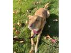 Adopt Scout a Red/Golden/Orange/Chestnut Labrador Retriever / Mixed dog in