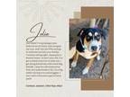 Adopt Jolie a Black - with Brown, Red, Golden, Orange or Chestnut Shepherd