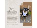 Adopt Blue a Black - with Tan, Yellow or Fawn Husky / Dachshund / Mixed dog in