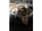 Adopt Sasha a White - with Tan, Yellow or Fawn Saluki / Mutt / Mixed dog in