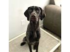 Adopt Cash a Brown/Chocolate - with White German Wirehaired Pointer / Brittany /