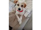 Adopt Lily a Tan/Yellow/Fawn Pomeranian / Poodle (Standard) / Mixed dog in La