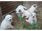 Adopt LGD Puppy Boy a White Great Pyrenees / Mixed dog in San Antonio