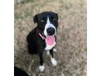 Adopt Rocky a Black - with White Labrador Retriever / Mixed dog in Navasota