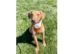 Adopt Dan a Vizsla / Pit Bull Terrier dog in Richfield, MN (41378513)