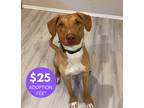 Adopt Dan a Vizsla / Pit Bull Terrier dog in Richfield, MN (41378513)