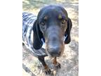 Adopt Molly a Black - with Tan, Yellow or Fawn Black and Tan Coonhound / Mixed