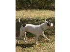 Adopt Vegas a White - with Black American Pit Bull Terrier / Mixed dog in