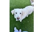 Adopt Luffy a White Great Pyrenees / Shepherd (Unknown Type) / Mixed dog in