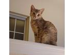 Adopt Annie Girl a Tortoiseshell American Shorthair / Mixed (medium coat) cat in
