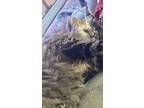 Adopt Mamas a Tan or Fawn Maine Coon / Mixed (long coat) cat in Goldsboro