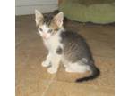 Adopt Darby a Gray, Blue or Silver Tabby Domestic Shorthair (short coat) cat in
