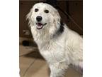Adopt BAILEY a White Border Collie / Mixed dog in Diamond Springs, CA (41396525)