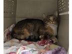 Adopt TNR-BINX a Domestic Mediumhair / Mixed (medium coat) cat in Diamond