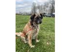 Adopt Millie a Tan/Yellow/Fawn - with Black Mutt / Mixed dog in O Fallon