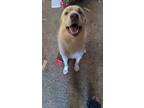 Adopt Sampson a Tan/Yellow/Fawn - with White Labrador Retriever / Mixed dog in