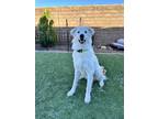 Adopt Trouble a White Great Pyrenees / Shepherd (Unknown Type) / Mixed dog in