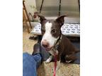 Adopt Sadie a Tricolor (Tan/Brown & Black & White) German Shorthaired Pointer /