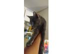 Adopt Blaze a Gray, Blue or Silver Tabby Russian Blue / Mixed (short coat) cat