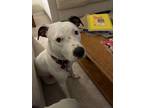 Adopt Vienna a White - with Black American Pit Bull Terrier / Mutt / Mixed dog