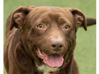 Adopt Yeti a Brown/Chocolate Mixed Breed (Medium) / Mixed dog in Cleveland