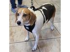 Adopt Sadie a Tricolor (Tan/Brown & Black & White) Beagle / Mixed dog in