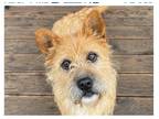 Adopt SOONSIM a Tan/Yellow/Fawn Norwich Terrier / Cairn Terrier / Mixed dog in